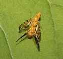 Strauzia noctipennis - photo 2