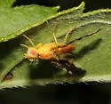 Strauzia noctipennis - photo 3
