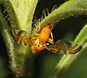 Strauzia noctipennis - photo 4