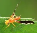 Strauzia noctipennis - photo 5