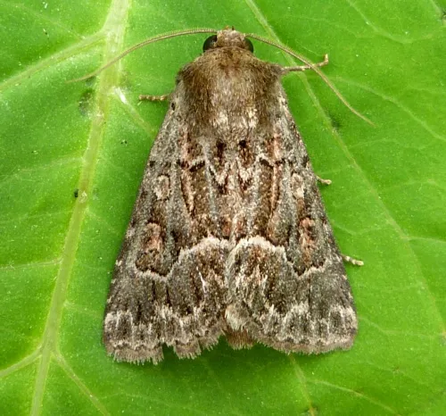 Straw Underwing - Thalpophila matura