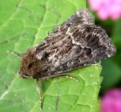 Straw Underwing - photo 2