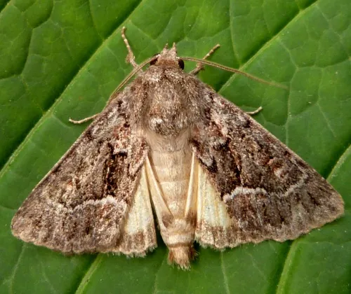 Straw Underwing - photo 3