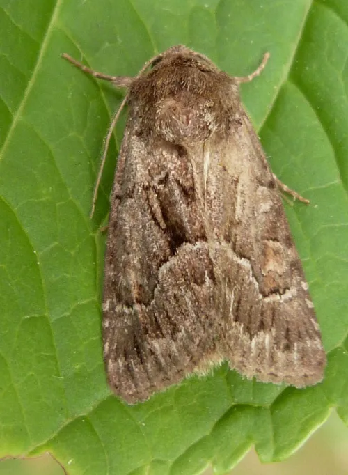 Straw Underwing - photo 4