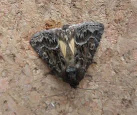 Straw Underwing - photo 5