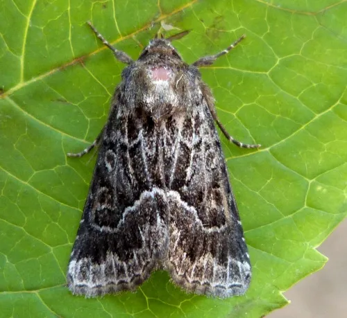 Straw Underwing - photo 6