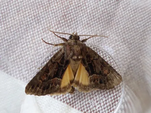 Straw Underwing - photo 7