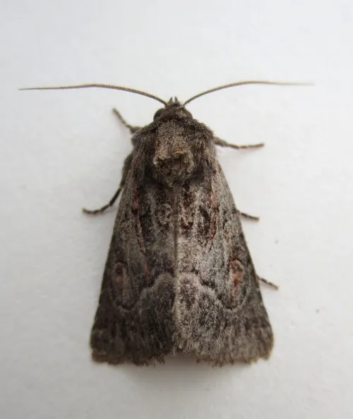 Straw Underwing - photo 8