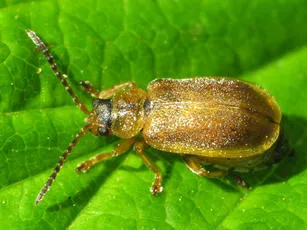 Strawberry Leaf Beetle