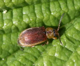 Strawberry Leaf Beetle - photo 2