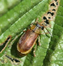 Strawberry Leaf Beetle - photo 3