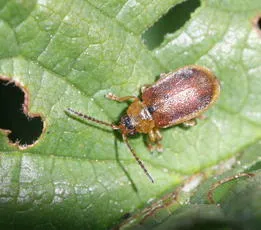 Strawberry Leaf Beetle - photo 4