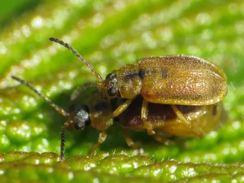 Strawberry Leaf Beetle - photo 5