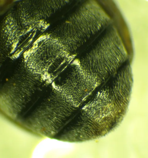 Strawberry Leaf Beetle - photo 6