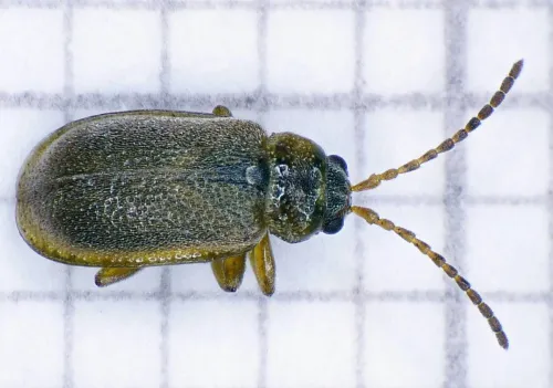 Strawberry Leaf Beetle - photo 7