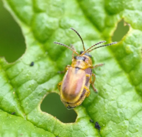 Strawberry Leaf Beetle - photo 8