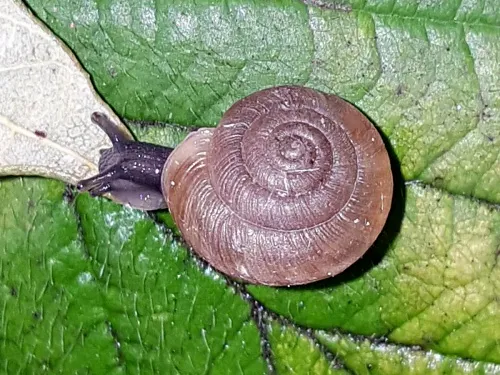 Strawberry Snail