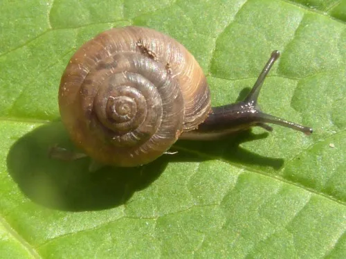 Strawberry Snail - photo 2