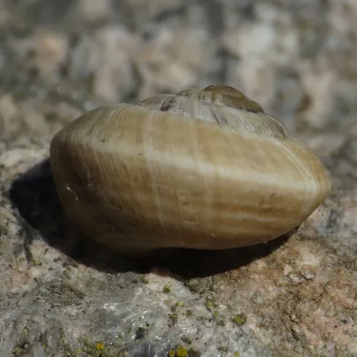 Strawberry Snail - photo 3