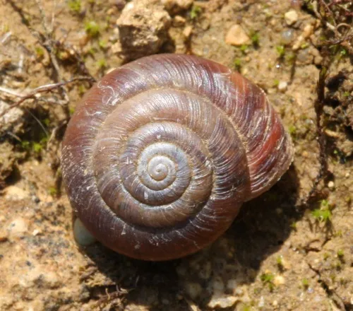 Strawberry Snail - photo 4