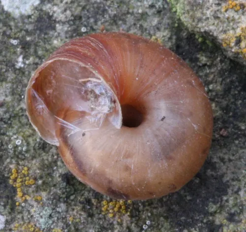 Strawberry Snail - photo 6