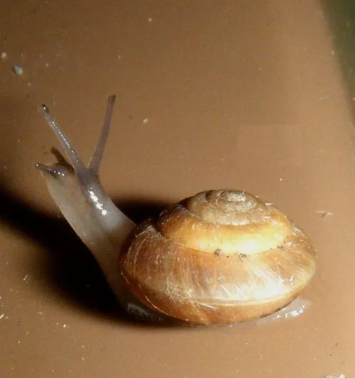 Strawberry Snail - photo 7