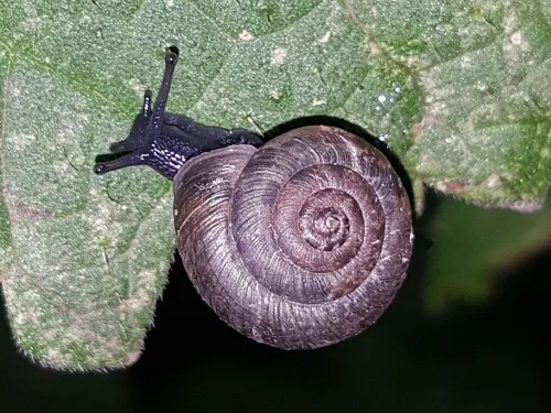 Strawberry Snail - photo 8