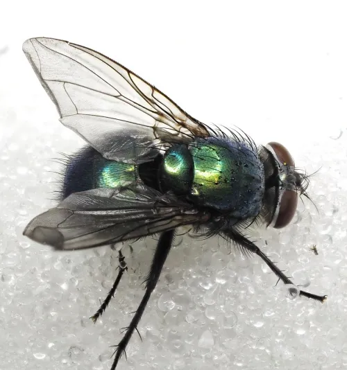 Streakless Greenbottle