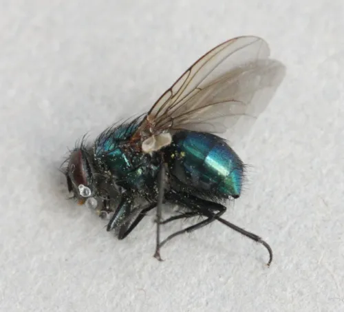 Streakless Greenbottle - photo 2