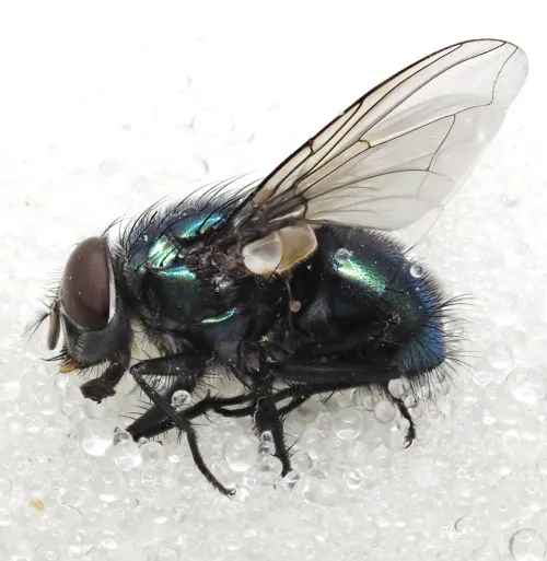 Streakless Greenbottle - photo 3