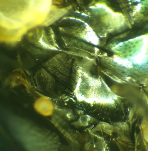 Streakless Greenbottle - photo 4