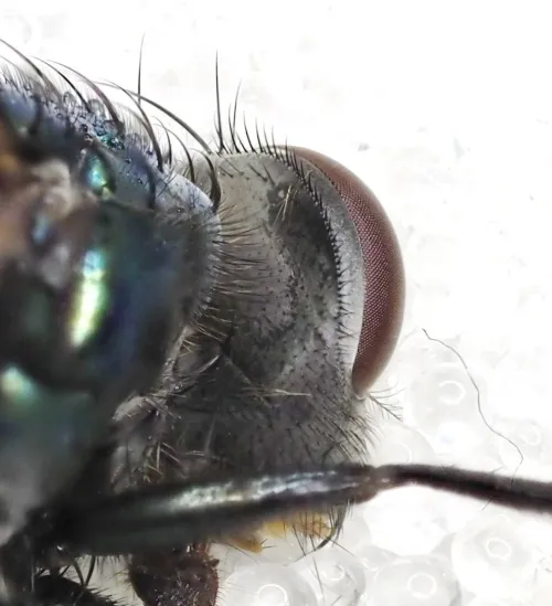 Streakless Greenbottle - photo 5