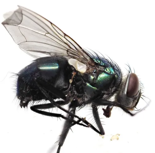 Streakless Greenbottle - photo 6