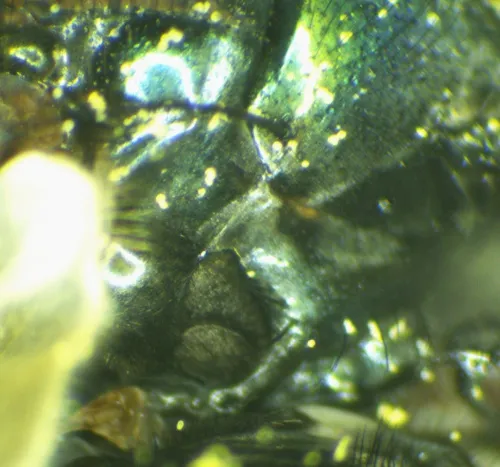 Streakless Greenbottle - photo 7