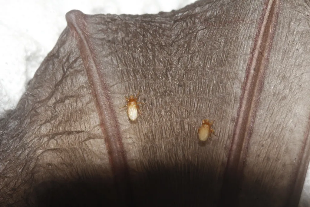 Bat Flies - Streblidae
