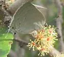 Pearly-gray Hairstreak - Hodges#4293.5