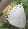 Pearly-gray Hairstreak - Hodges#4293.5 - photo 2
