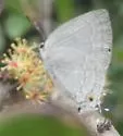 Pearly-gray Hairstreak - Hodges#4293.5 - photo 3