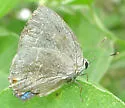Pearly-gray Hairstreak - Hodges#4293.5 - photo 4