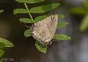 Pearly-gray Hairstreak - Hodges#4293.5 - photo 5