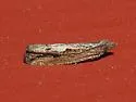Bayberry Leaftier Moth - Hodges#2907