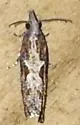 Bayberry Leaftier Moth - Hodges#2907 - photo 2