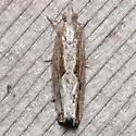 Bayberry Leaftier Moth - Hodges#2907 - photo 5