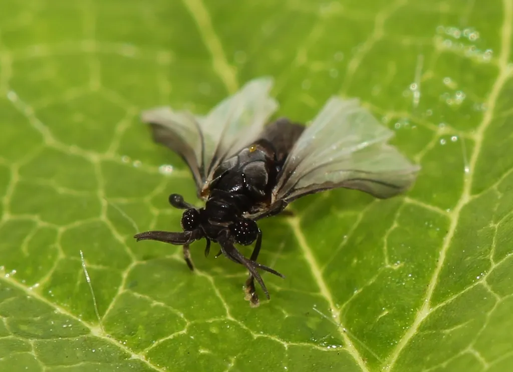 Twisted-winged Insects - photo 3