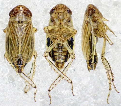 Streptanus aemulans