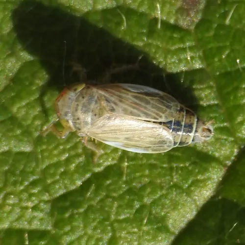Streptanus aemulans - photo 2