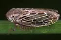 Streptanus ogumae