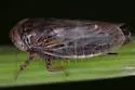Streptanus ogumae - photo 2