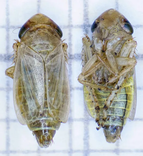 Streptanus sordidus