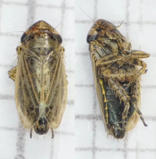 Streptanus sordidus - photo 2